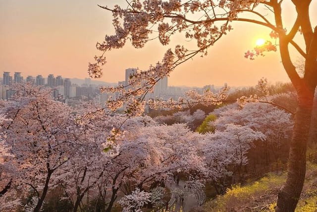 Suwon Hwaseong + Purple Flower(Azalea) + Cherry Blossom - Photo 1 of 9